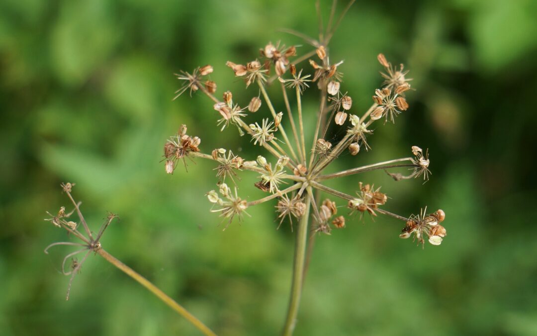 Saving and Storing Seeds